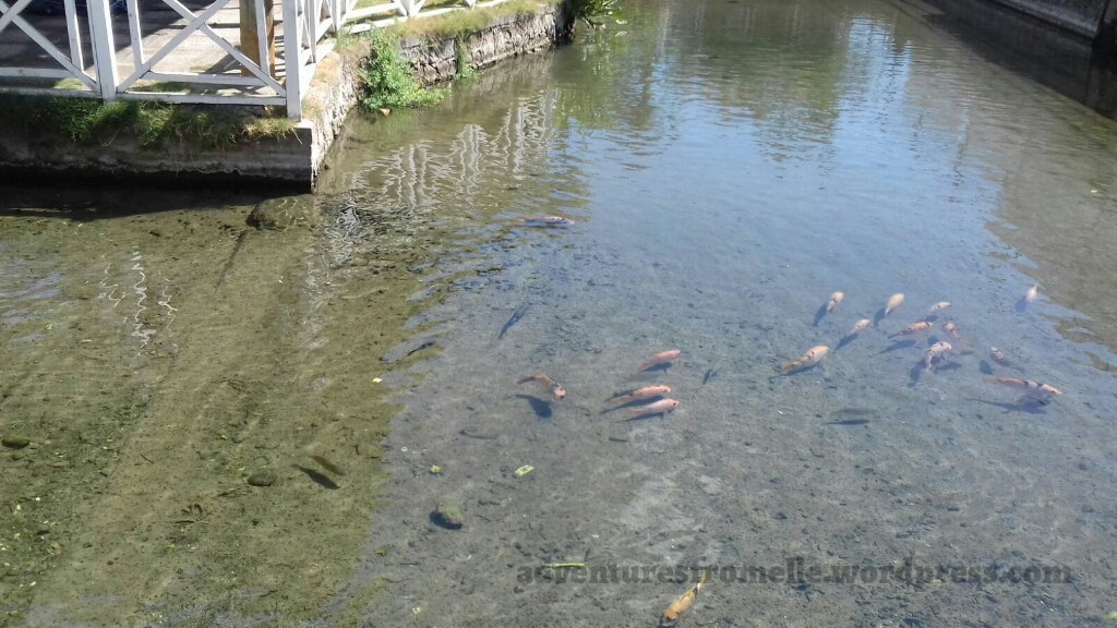 Rockfort Mineral Bath, Kingston Adventures from Elle