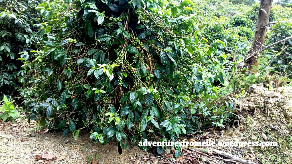 Blue mountain coffee