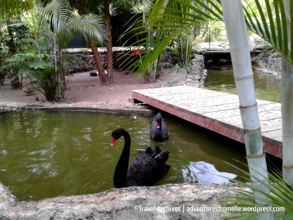 black swans-hope zoo kingston
