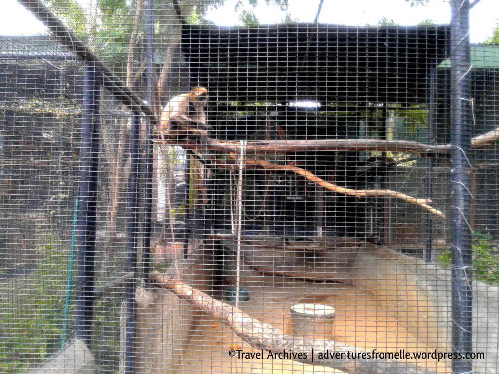 capuchin-hope zoo kingston