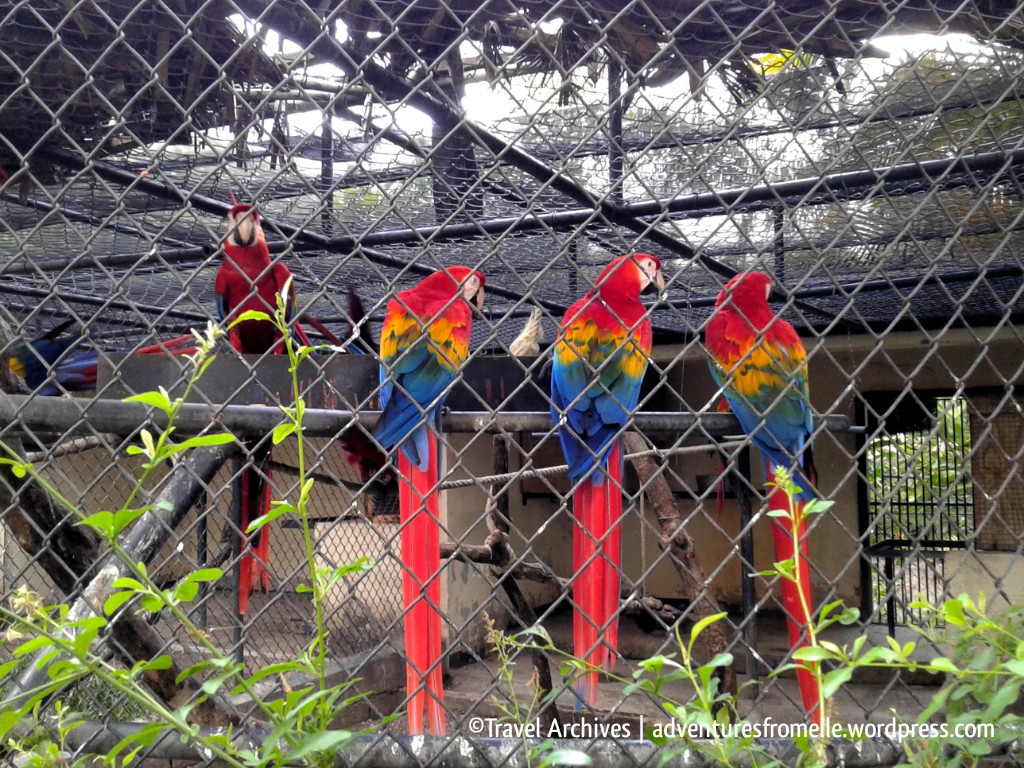 colourful macaws-hope zoo kingston