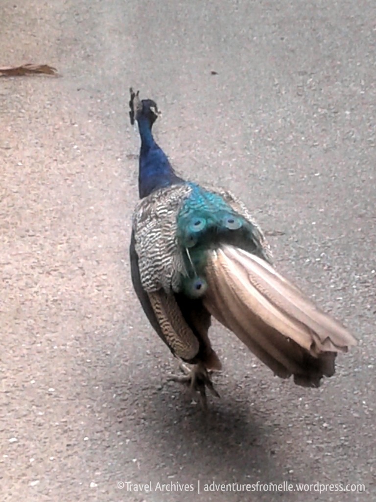 peacocks-hope zoo kingston