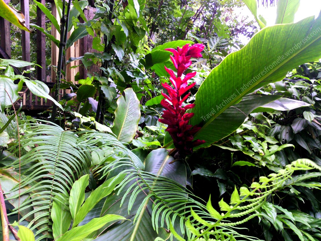 beautiful flowers-dunns river
