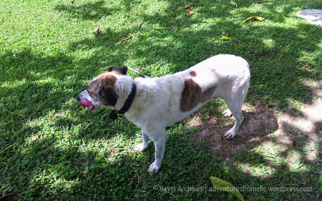 Black Ops-Lime tree farm