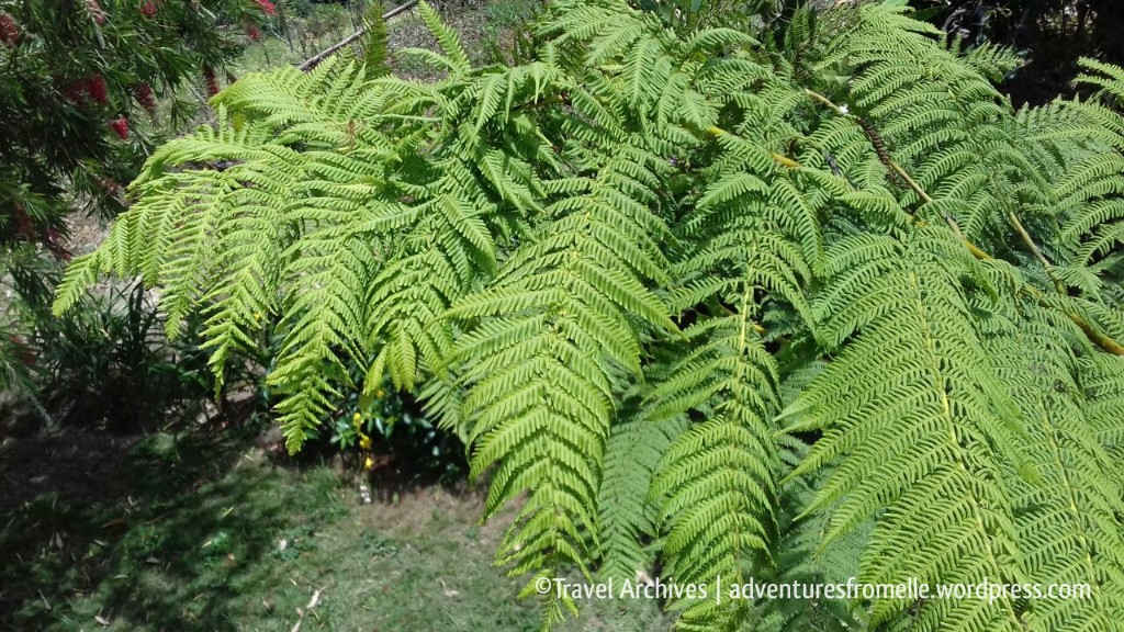 ferns-lime tree farm