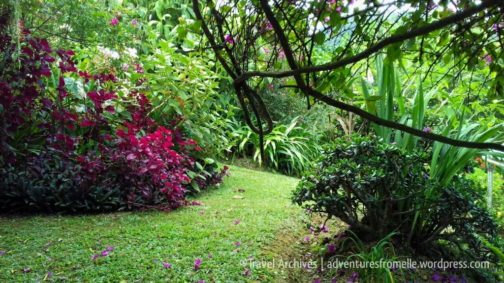 lime tree farm jamaica