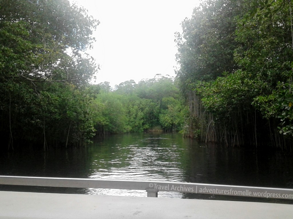 black river safari-admiring the mangroves