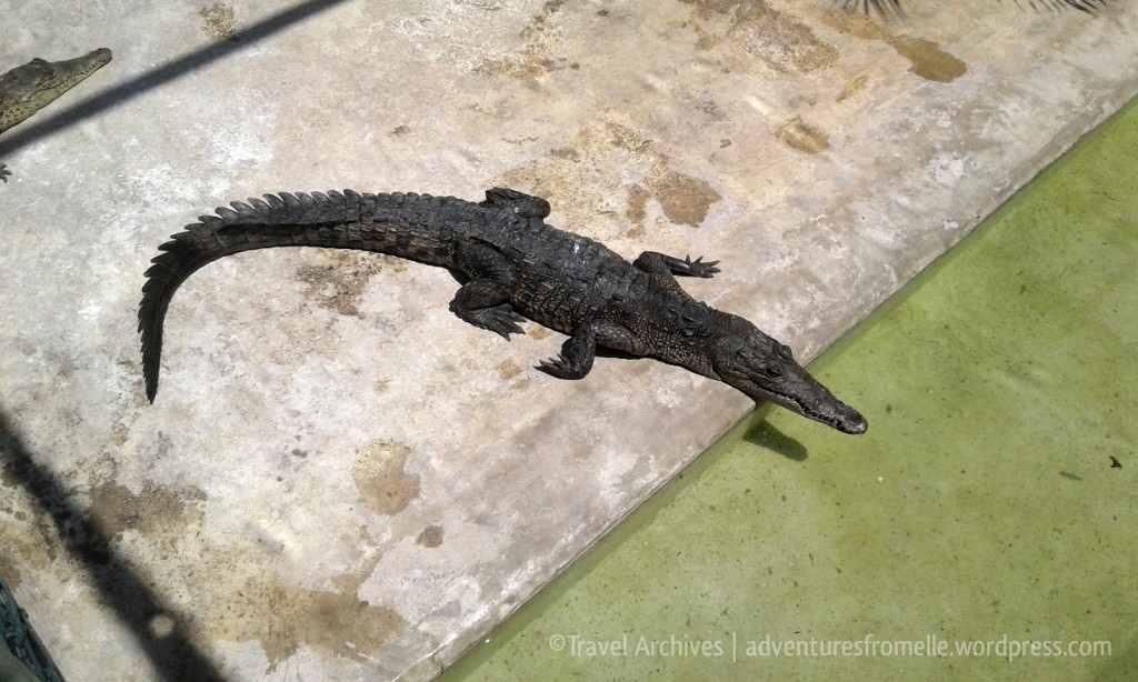 smaller-croc