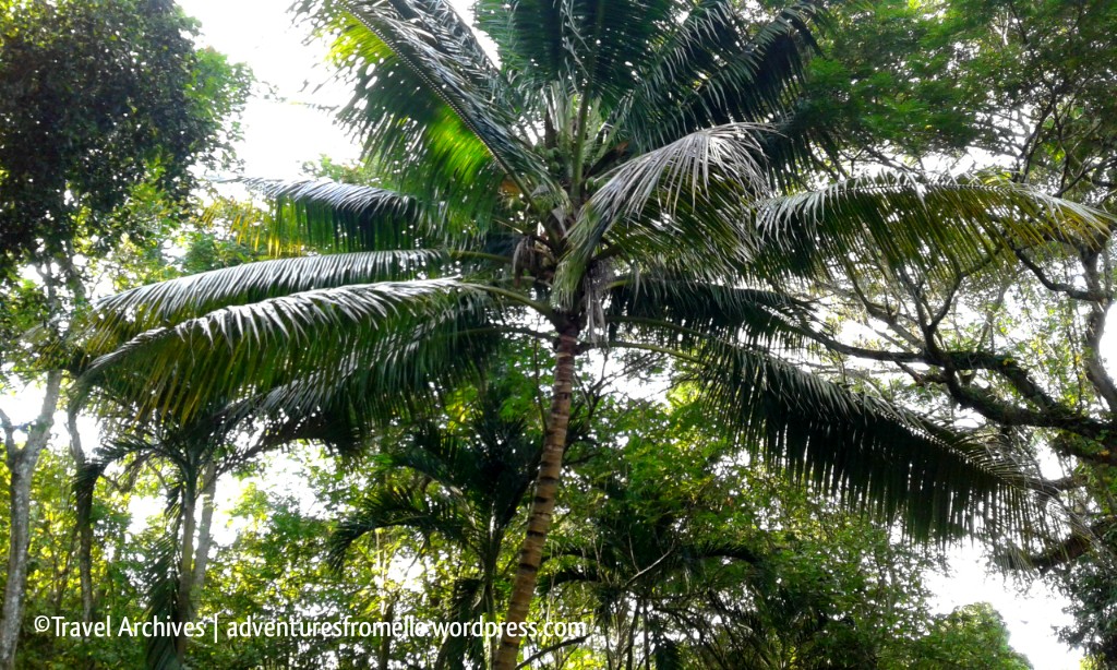 coconut trees