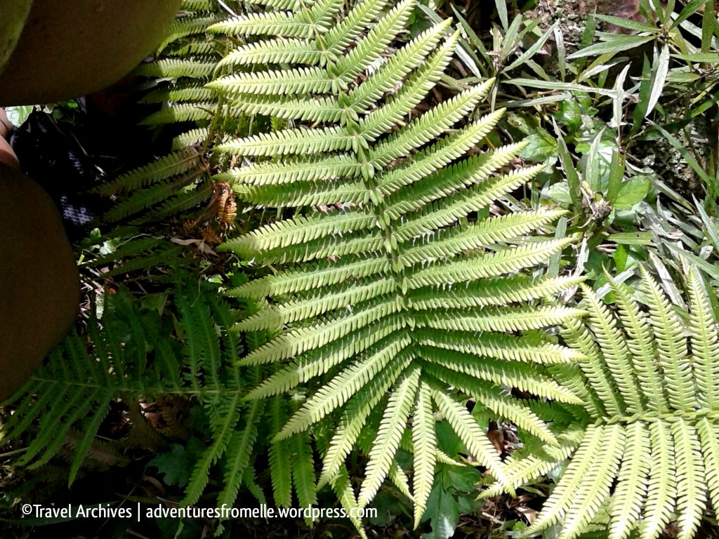 ferns