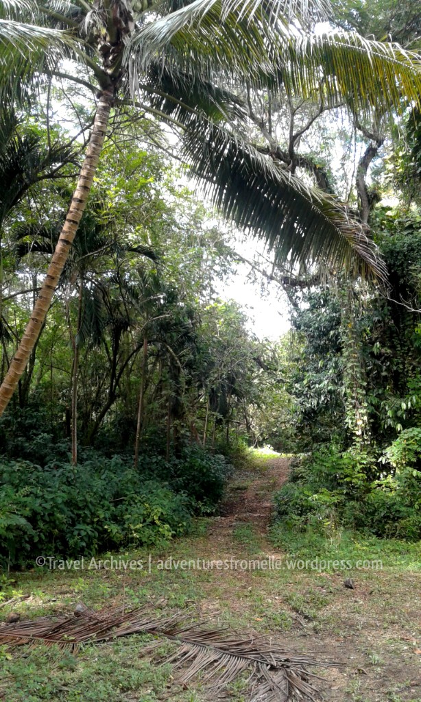 path-breadnut valley