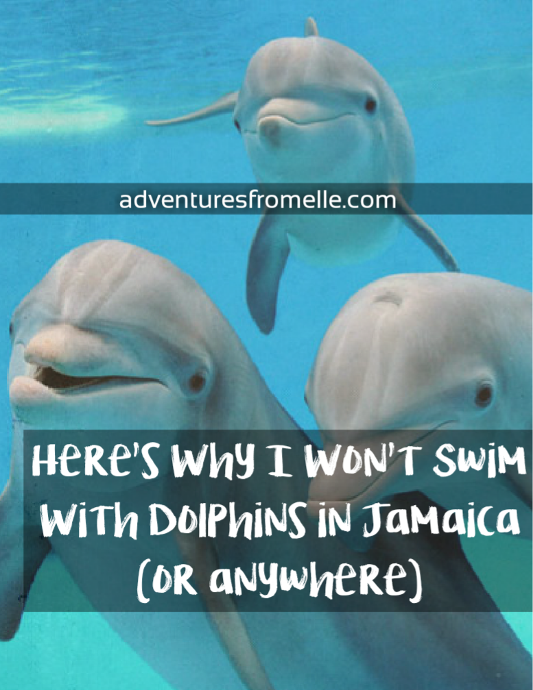 Why i wont swim with dolphins in jamaica