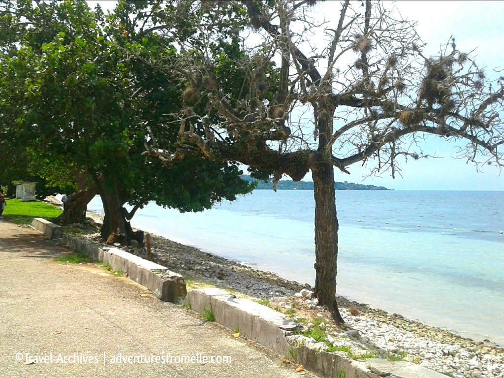 trees at bluefields beach