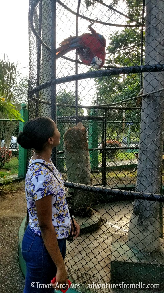 elle & the macaw.jpg