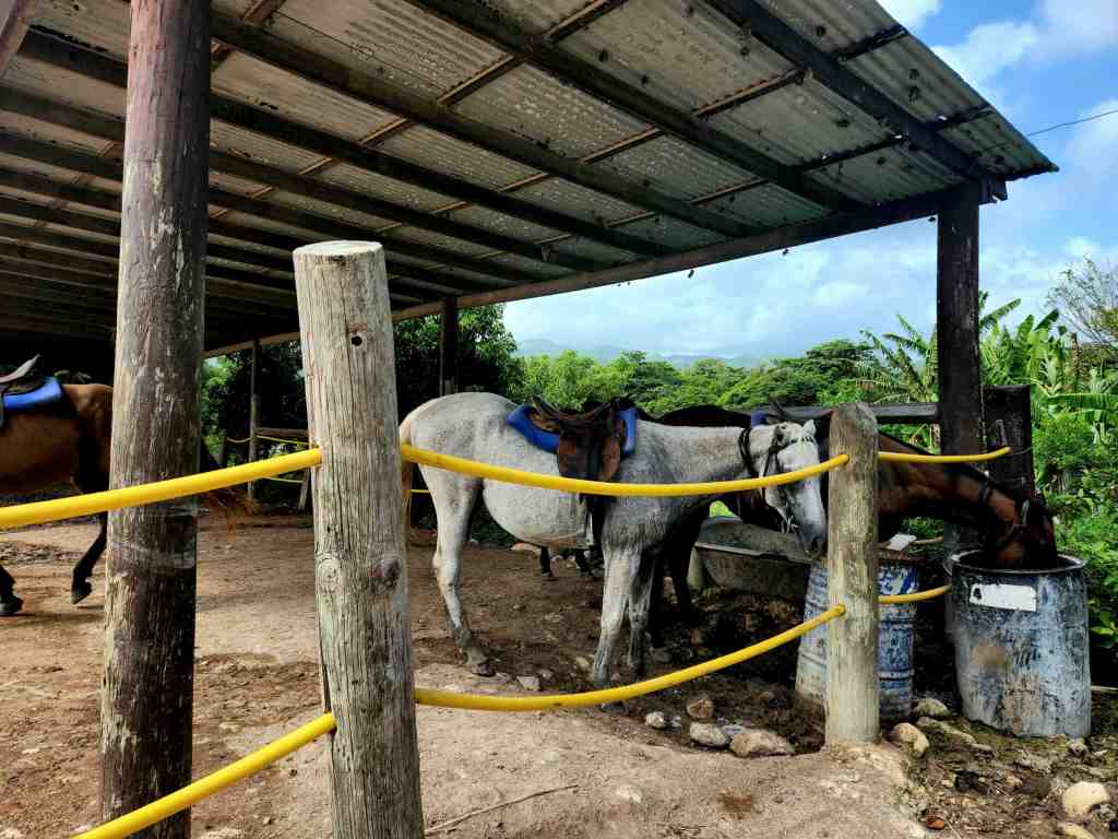 Stables at Chukka Cove Llandovery