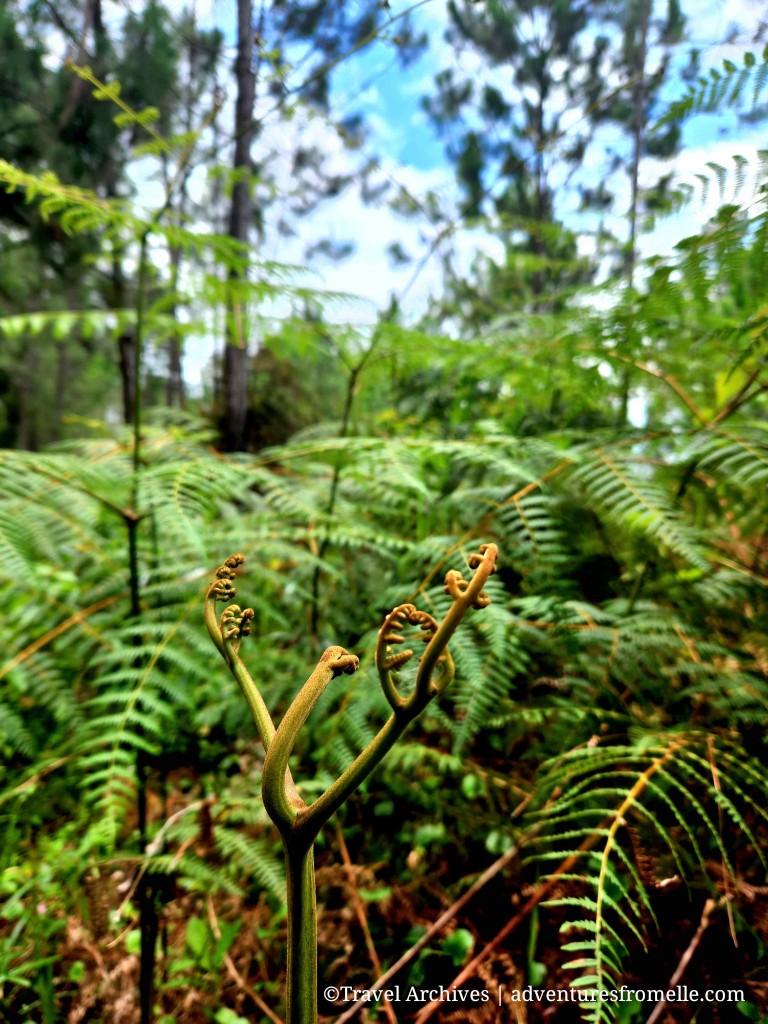 Unfurling fern in forest