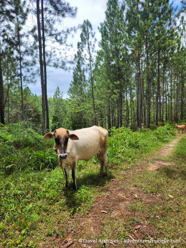 Cows in forest