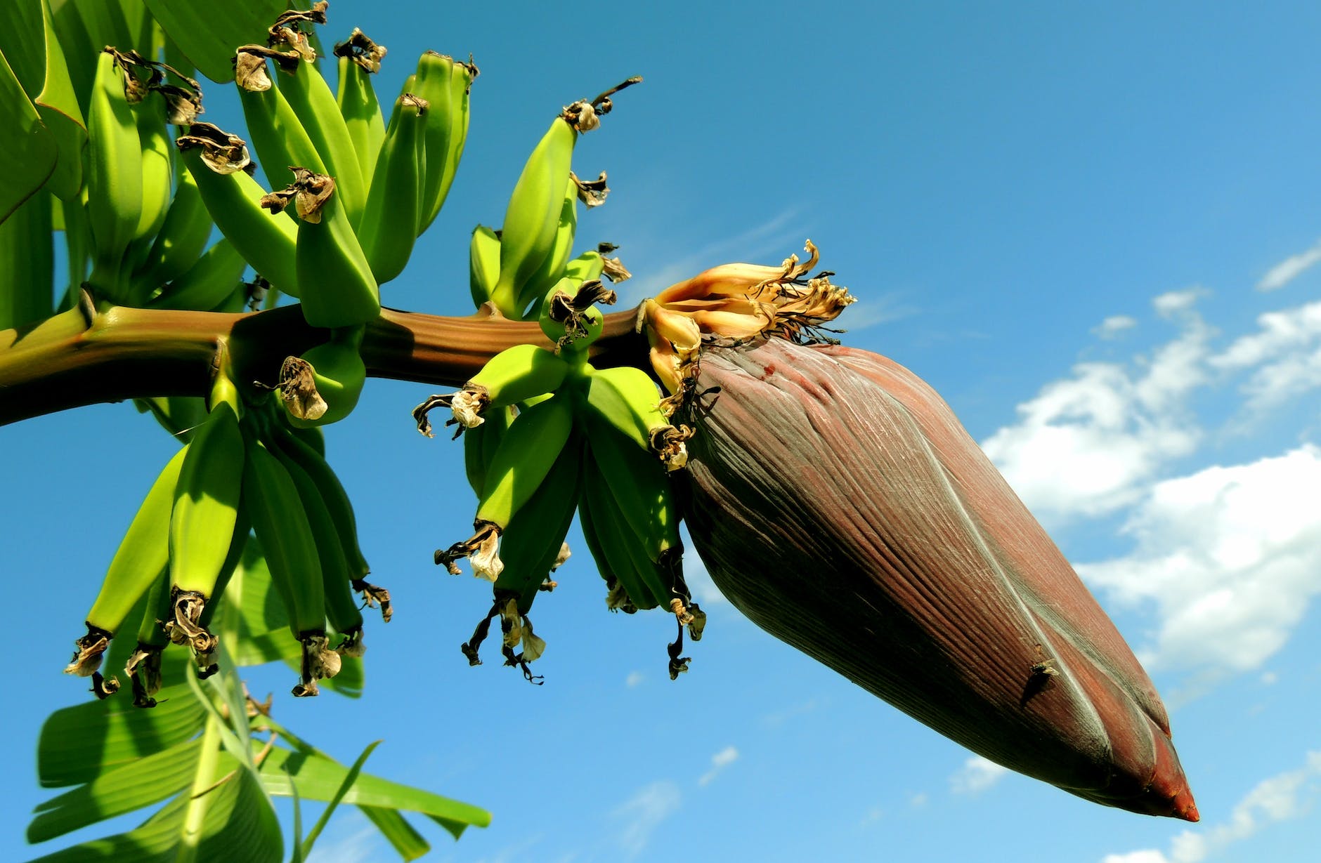 Ital Food: What Rastas Can Teach Us About Health