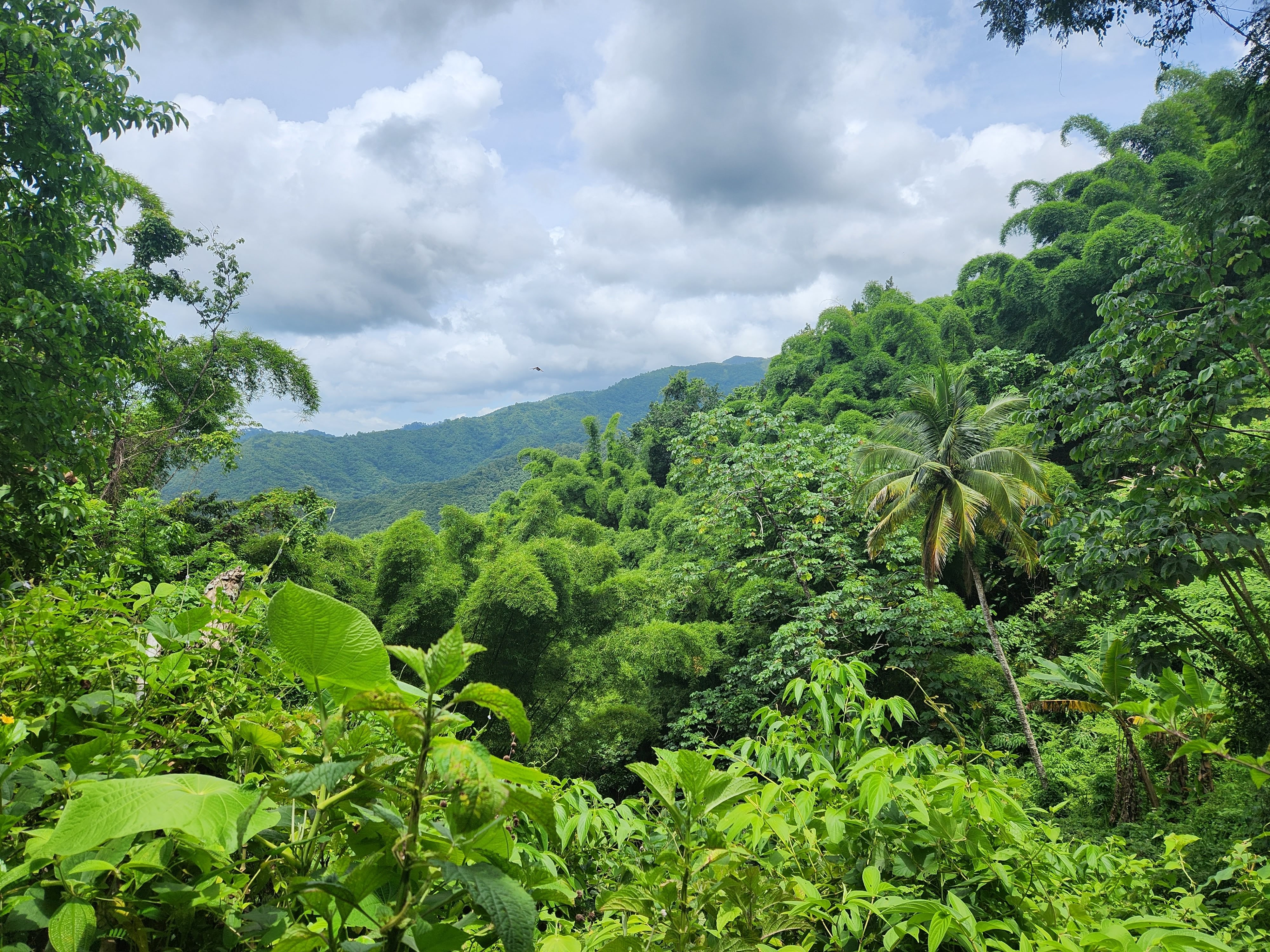 The 10 Best Hiking Trails in Jamaica