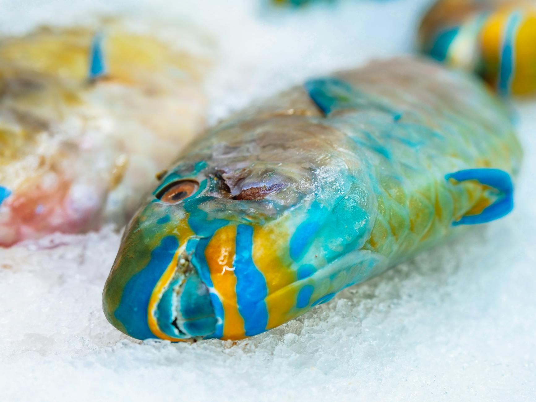 Be Careful When Eating These 3 Jamaican Seafood